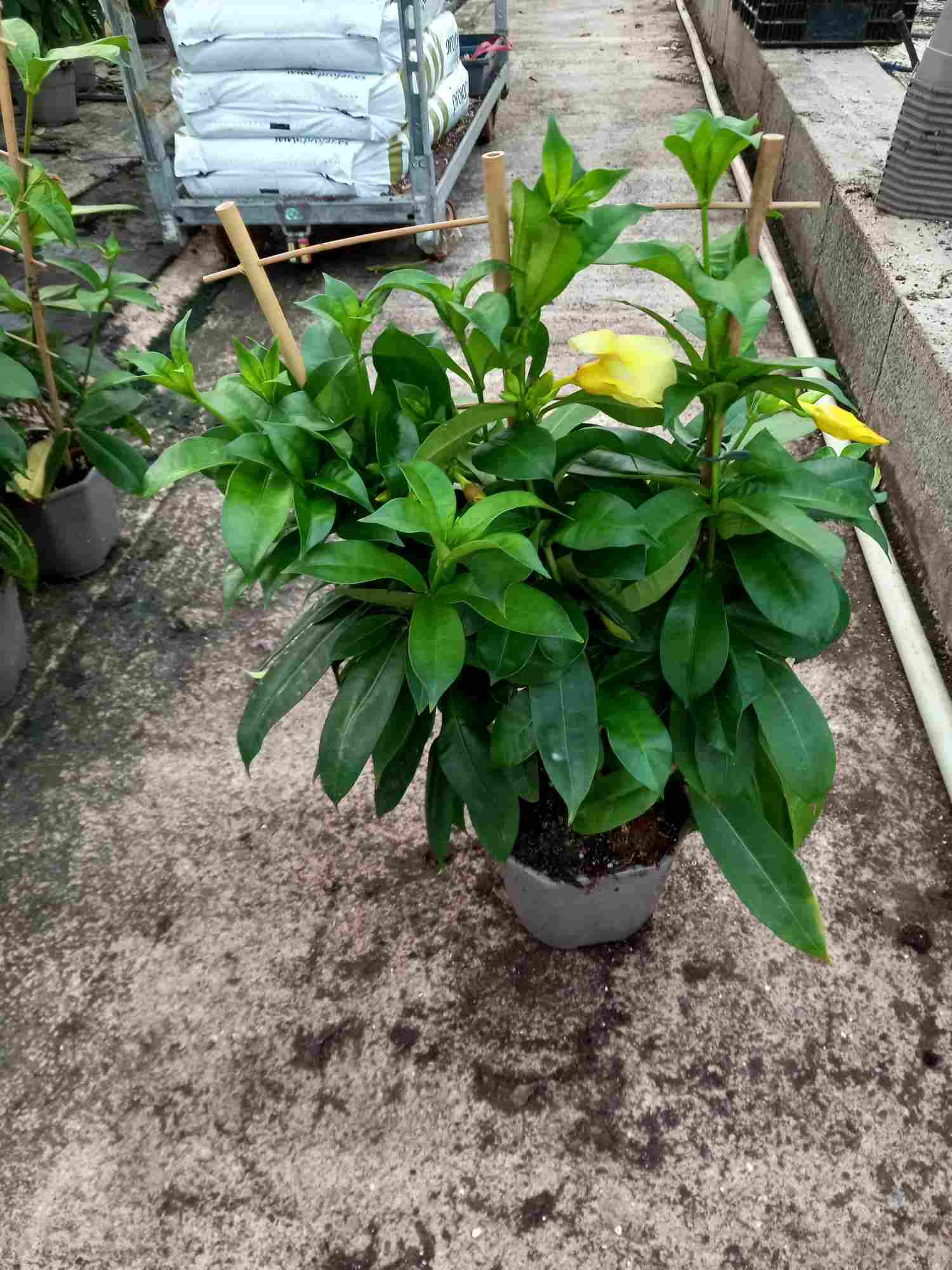 ALLAMANDA C 17 ESPALDERA 50 CM